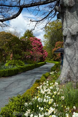 flower;flowers;garden;gardens;Nelson;Nelson-City;Nelson-District;Nelson-Region;New-Zealand;NZ;S.I.;South-Is;South-Island;spring;srpingtime;Sth-Is