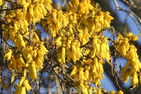 bloom;blooming;blooms;fresh;grow;growth;kowhai;kowhai-flower;kowhai-flowers;kowhai-tree;kowhai-trees;Motueka;N.Z.;Nelson-Region;New-Zealand;NZ;renew;S.I.;season;seasonal;seasons;SI;Sophora-sp;South-Is.;South-Island;spring;springtime;yellow