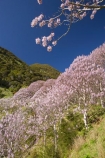 bloom;blooming;blooms;forest;forests;fresh;Golden-Bay;grow;growth;Lamiales;lilac;Magnoliophyta;Magnoliopsida;mauve;N.Z.;Nelson-Region;New-Zealand;NZ;Paulownia;Paulownia-Plantation;Paulownia-Tree;Paulownia-Trees;Paulowniaceae;Paulownias;plantation;plantations;purple;renew;S.I.;season;seasonal;seasons;SI;South-Is.;South-Island;spring;Spring-Flower;springtime;Takaka;tree;trees;violet