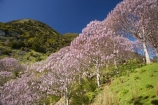 bloom;blooming;blooms;forest;forests;fresh;Golden-Bay;grow;growth;Lamiales;lilac;Magnoliophyta;Magnoliopsida;mauve;N.Z.;Nelson-Region;New-Zealand;NZ;Paulownia;Paulownia-Plantation;Paulownia-Tree;Paulownia-Trees;Paulowniaceae;Paulownias;plantation;plantations;purple;renew;S.I.;season;seasonal;seasons;SI;South-Is.;South-Island;spring;Spring-Flower;springtime;Takaka;tree;trees;violet