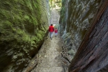 canyon;canyons;child;children;families;family;Golden-Bay;gorge;gorges;kids;limestone;model-release;model-released;mother;mothers;N.Z.;Nelson-Region;New-Zealand;NZ;path;paths;pathway;pathways;people;person;S.I.;SI;slot-canyon;slot-canyons;South-Is.;South-Island;Takaka;The-Grove;The-Grove-Scenic-Reserve;track;tracks;walkers;walking
