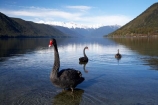 aquatic-bird;bird;birds;black-swan;Black-Swans;calm;Cygnus-atratus;lake;Lake-Rotoroa;lakes;mount;mountain;mountain-peak;mountainous;mountains;mountainside;mt;mt.;N.Z.;national-park;national-parks;Nelson-District;Nelson-Lakes-N.P.;Nelson-Lakes-National-Park;Nelson-Lakes-NP;Nelson-Region;New-Zealand;NZ;outdoors;peak;peaks;placid;Portal-East;quiet;range;ranges;reflection;reflections;S.I.;Saint-Arnaud;serene;SI;smooth;snow;snow-capped;snow_capped;snowcapped;snowy;South-Is;South-Island;St-Arnaud;St.-Arnaud;still;summit;summits;swan;swans;Tasman-District;Tasman-Region;tranquil;Travers-Range;water;waterfowl