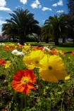 ANZAC-Park;ANZAC-Pk;Anzac-Sq;Anzac-Sq.;Anzac-Square;bloom;blooming;blooms;fresh;grow;growth;N.Z.;Nelson;Nelson-City;Nelson-District;Nelson-Region;New-Zealand;NZ;palm-tree;palm-trees;park;parks;poppies;poppy;renew;S.I.;season;seasonal;seasons;SI;South-Is;South-Is.;South-Island;spring;Spring-Flowers;springtime;Sth-Is