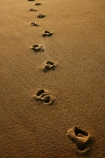 Abel-Tasman;Abel-Tasman-N.P.;Abel-Tasman-National-Park;Abel-Tasman-NP;beach;beaches;coast;coastal;coasts;dawn;early-morning;foot-print;foot-prints;footprint;footprints;golden-sand;hot;Mosquito-Bay;N.Z.;national-park;national-parks;Nelson-Region;New-Zealand;NZ;S.I.;sand;sandy;South-Is;South-Island;Sth-Is;summer;sun;sunny;Tasman-Bay;Tasman-District;track;tracks