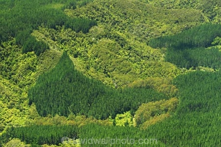 aerial;aerials;bay-of-islands;forest;forestry;kerikeri;native-bush;new-zealand;north-is.;north-island;northland;pine;pines;punus-radiata;rural