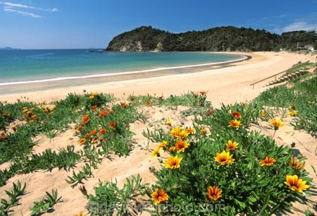 beaches;color;colour;flower;flowers;orange;sand;summer;yellow