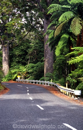 bitumen;black-tree-fern;botany;bush;fern;ferns;flora;foiliage;forests;mamaku;native;ponga;punga;road;roading;roads;timber;trees;wood