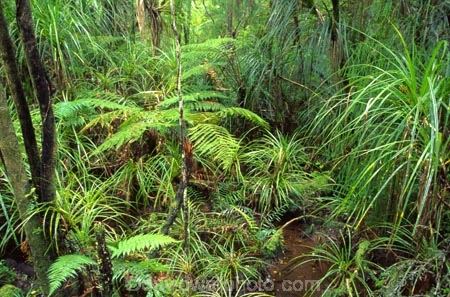 botany;bush;flora;foiliage;forests;native;timber;trees;wood