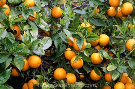 citrus;export;exports;fruit;grove;grow;growing;horticultural;horticulture;import;imports;navel;oranges;orchard