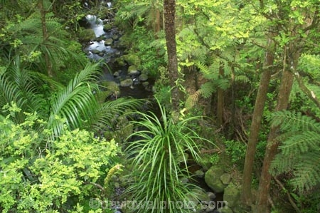 A.H.-Reed-Memorial-Kauri-Park;beautiful;beauty;brook;brooks;bush;creek;creeks;endemic;fern;ferns;flora;forest;forestry;forests;green;kauri;kauris;lush;native;native-bush;natives;natural;nature;new-zealand;north-is.;north-island;Northland;outdoor;outdoors;rain-forest;rain-forests;rain_forest;rain_forests;rainforest;rainforests;scene;scenic;stream;streams;timber;tree;tree-trunk;tree-trunks;trees;trunk;trunks;undergrowth;watercourse;Whangarei;wood;woods