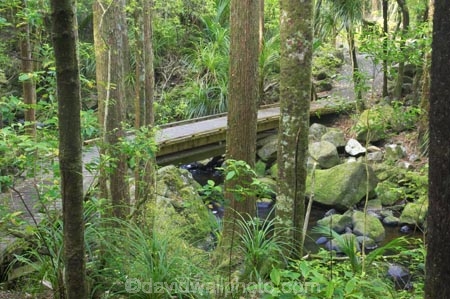 A.H.-Reed-Memorial-Kauri-Park;beautiful;beauty;bridge;bridges;brook;brooks;bush;creek;creeks;endemic;fern;ferns;flora;footbridge;footbridges;forest;forestry;forests;green;kauri;kauris;lush;native;native-bush;natives;natural;nature;New-Zealand;north-is.;north-island;Northland;outdoor;outdoors;rain-forest;rain-forests;rain_forest;rain_forests;rainforest;rainforests;scene;scenic;stream;streams;timber;tree;tree-trunk;tree-trunks;trees;trunk;trunks;undergrowth;watercourse;Whangarei;wood;woods