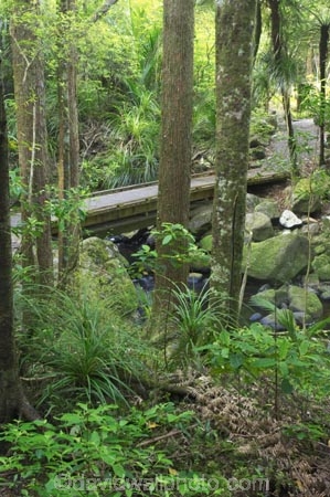 A.H.-Reed-Memorial-Kauri-Park;beautiful;beauty;bridge;bridges;brook;brooks;bush;creek;creeks;endemic;fern;ferns;flora;footbridge;footbridges;forest;forestry;forests;green;kauri;kauris;lush;native;native-bush;natives;natural;nature;New-Zealand;north-is.;north-island;Northland;outdoor;outdoors;rain-forest;rain-forests;rain_forest;rain_forests;rainforest;rainforests;scene;scenic;stream;streams;timber;tree;tree-trunk;tree-trunks;trees;trunk;trunks;undergrowth;watercourse;Whangarei;wood;woods