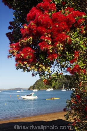 Bay-of-Islands;beach;beaches;boat;boats;crimson;flower;flowers;icon;icons;leaf;leaves;Metrosideros-excelsa;native;nature;new-zealand;north-is.;north-island;Northland;Paihia;Pohutukawa;pohutukawas;red;russell;shore;shoreline;summer;symbol;symbols;tree;trees;yacht;yachts