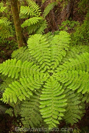 A.H.-Reed-Memorial-Kauri-Park;A.H.-Reed-Memorial-Park;beautiful;beauty;bush;cyathea;endemic;fern;ferns;forest;forests;frond;fronds;green;N.I.;N.Z.;native;native-bush;natives;natural;nature;New-Zealand;NI;North-Is;North-Is.;North-Island;Northland;NZ;pattern;patterns;plant;plants;ponga;pongas;punga;pungas;rain-forest;rain-forests;rain_forest;rain_forests;rainforest;rainforests;scene;scenic;tree;tree-fern;tree-ferns;trees;Whangarei