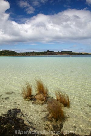 Kai-Iwi-Lakes;Kaipara-District;lake;Lake-Taharoa;lakes;N.I.;N.Z.;New-Zealand;NI;North-Is;North-Is.;North-Island;Northland;NZ;reed;reeds