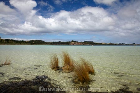 Kai-Iwi-Lakes;Kaipara-District;lake;Lake-Taharoa;lakes;N.I.;N.Z.;New-Zealand;NI;North-Is;North-Is.;North-Island;Northland;NZ;reed;reeds