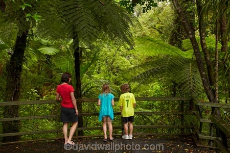 beautiful;beauty;boardwalk;boardwalks;boy;boys;brother;brothers;bush;child;children;cyathea;endemic;families;family;fern;ferns;footpath;footpaths;forest;forest-reserve;forest-track;forest-tracks;forests;frond;fronds;girl;girls;green;hiking-track;hiking-tracks;kauri-forest;Kauri-Forests;Kerikeri;kid;kids;little-boy;little-girl;lush;Manginangina;Manginangina-Kauri-Walk;Manginangina-Walk;mother;mothers;N.I.;N.Z.;native;native-bush;natives;natural;nature;New-Zealand;NI;North-Is;North-Is.;North-Island;Northland;NZ;path;paths;people;person;plant;plants;ponga;pongas;Puketi-Forest;punga;pungas;rain-forest;rain-forests;rain_forest;rain_forests;rainforest;rainforests;scene;scenic;sibbling;sibblings;sister;sisters;small-boys;small-girls;timber;tourism;tourist;tourists;track;tracks;tree;tree-fern;tree-ferns;trees;walking-track;walking-tracks;wood;woods