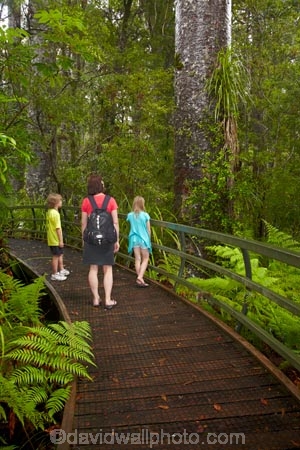 beautiful;beauty;boardwalk;boardwalks;boy;boys;brother;brothers;bush;child;children;endemic;families;family;footpath;footpaths;forest;forest-reserve;forest-track;forest-tracks;forests;girl;girls;green;hiking-track;hiking-tracks;kauri-forest;kauri-forests;Kauri-Tree;Kauri-Trees;Kerikeri;kid;kids;little-boy;little-girl;lush;Manginangina;Manginangina-Kauri-Walk;Manginangina-Walk;mother;mothers;N.I.;N.Z.;native;native-bush;natives;natural;nature;New-Zealand;NI;North-Is;North-Is.;North-Island;Northland;NZ;path;paths;people;person;Puketi-Forest;rain-forest;rain-forests;rain_forest;rain_forests;rainforest;rainforests;scene;scenic;sibbling;sibblings;sister;sisters;small-boys;small-girls;timber;tourism;tourist;tourists;track;tracks;tree;tree-trunk;tree-trunks;trees;trunk;trunks;walking-track;walking-tracks;wood;woods