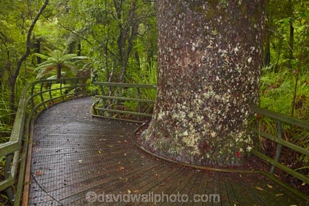 beautiful;beauty;boardwalk;boardwalks;bush;endemic;footpath;footpaths;forest;forest-reserve;forest-track;forest-tracks;forests;green;hiking-track;hiking-tracks;kauri-forest;kauri-forests;Kauri-Tree;Kauri-Trees;Kerikeri;lush;Manginangina;Manginangina-Kauri-Walk;Manginangina-Walk;N.I.;N.Z.;native;native-bush;natives;natural;nature;New-Zealand;NI;North-Is;North-Is.;North-Island;Northland;NZ;path;paths;Puketi-Forest;rain-forest;rain-forests;rain_forest;rain_forests;rainforest;rainforests;scene;scenic;timber;track;tracks;tree;tree-trunk;tree-trunks;trees;trunk;trunks;walking-track;walking-tracks;wood;woods