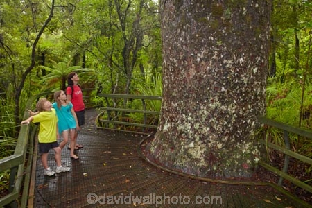 beautiful;beauty;boardwalk;boardwalks;boy;boys;brother;brothers;bush;child;children;endemic;families;family;footpath;footpaths;forest;forest-reserve;forest-track;forest-tracks;forests;girl;girls;green;hiking-track;hiking-tracks;kauri-forest;kauri-forests;Kauri-Tree;Kauri-Trees;Kerikeri;kid;kids;little-boy;little-girl;lush;Manginangina;Manginangina-Kauri-Walk;Manginangina-Walk;mother;mothers;N.I.;N.Z.;native;native-bush;natives;natural;nature;New-Zealand;NI;North-Is;North-Is.;North-Island;Northland;NZ;path;paths;people;person;Puketi-Forest;rain-forest;rain-forests;rain_forest;rain_forests;rainforest;rainforests;scene;scenic;sibbling;sibblings;sister;sisters;small-boys;small-girls;timber;tourism;tourist;tourists;track;tracks;tree;tree-trunk;tree-trunks;trees;trunk;trunks;walking-track;walking-tracks;wood;woods