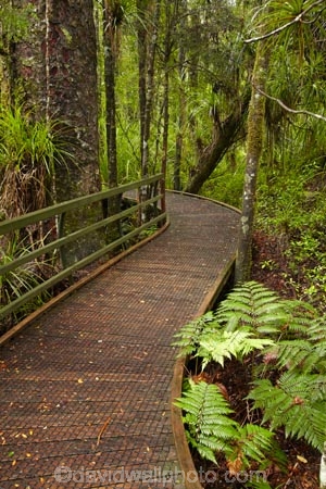 beautiful;beauty;boardwalk;boardwalks;bush;endemic;footpath;footpaths;forest;forest-reserve;forest-track;forest-tracks;forests;green;hiking-track;hiking-tracks;kauri-forest;kauri-forests;Kauri-Tree;Kauri-Trees;Kerikeri;lush;Manginangina;Manginangina-Kauri-Walk;Manginangina-Walk;N.I.;N.Z.;native;native-bush;natives;natural;nature;New-Zealand;NI;North-Is;North-Is.;North-Island;Northland;NZ;path;paths;Puketi-Forest;rain-forest;rain-forests;rain_forest;rain_forests;rainforest;rainforests;scene;scenic;timber;track;tracks;tree;tree-trunk;tree-trunks;trees;trunk;trunks;walking-track;walking-tracks;wood;woods