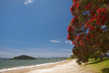Bay-of-Is;Bay-of-Islands;beach;beaches;coast;coastal;coastline;crimson;flower;flowers;icon;icons;metrosideros-excelsa;Motumaire-Is;Motumaire-Island;N.I.;N.Z.;native;native-plant;native-plants;nature;new-zealand;NI;North-Auckland;North-Is;north-is.;north-island;Northland;NZ;Paihia;plant;plants;pohutakawa;pohutakawas;Pohutukawa;pohutukawa-flower;pohutukawa-flowers;pohutukawa-tree;pohutukawa-trees;pohutukawas;red;sand;sandy;shore;shoreline;summer;symbol;symbols;tree;trees