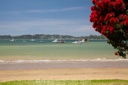 Bay-of-Is;Bay-of-Islands;beach;beaches;coast;coastal;coastline;crimson;flower;flowers;icon;icons;metrosideros-excelsa;N.I.;N.Z.;native;native-plant;native-plants;nature;new-zealand;NI;North-Auckland;North-Is;north-is.;north-island;Northland;NZ;Paihia;plant;plants;pohutakawa;pohutakawas;Pohutukawa;pohutukawa-flower;pohutukawa-flowers;pohutukawa-tree;pohutukawa-trees;pohutukawas;red;sand;sandy;shore;shoreline;summer;symbol;symbols;tree;trees