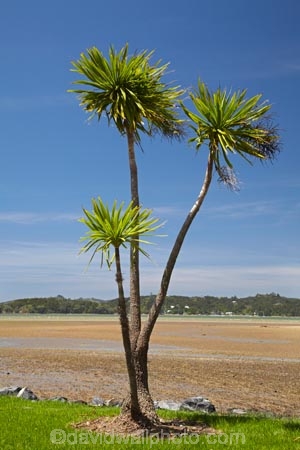 Bay-of-Is;Bay-of-Islands;Cabbage-tree;cabbage-trees;Cordyline-australis;N.I.;N.Z.;New-Zealand;NI;North-Is;North-Is.;North-Island;Northland;NZ;Paihia