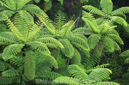 A.H.-Reed-Memorial-Kauri-Park;beautiful;beauty;black-tree-fern;bush;endemic;fern;ferns;forest;forests;frond;fronds;green;mamaku;native;native-bush;natives;natural;nature;New-Zealand;north-is.;north-island;Northland;rain-forest;rain-forests;rain_forest;rain_forests;rainforest;rainforests;scene;scenic;tree;trees;Whangarei;wood;woods