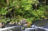 brook;brooks;creek;creeks;fern;ferns;flora;forest;forestry;forests;green;Hatea-River;lush;native-bush;new-zealand;north-is.;north-island;Northland;outdoor;outdoors;rivers;stream;streams;undergrowth;watercourse;Whangarei;Whangarei-Falls