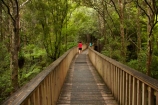 A.H.-Reed-Memorial-Kauri-Park;A.H.-Reed-Memorial-Park;beautiful;beauty;bridge;bridges;bush;endemic;foot-bridge;foot-bridges;footbridge;footbridges;forest;forests;green;hiking-track;hiking-tracks;Kauri-Forest;Kauri-Forests;N.I.;N.Z.;native;native-bush;natives;natural;nature;New-Zealand;NI;North-Is;North-Is.;North-Island;Northland;NZ;pedestrian-bridge;pedestrian-bridges;people;person;rain-forest;rain-forests;rain_forest;rain_forests;rainforest;rainforests;scene;scenic;tourism;tourist;tourists;track;tracks;tree;tree-trunk;tree-trunks;trees;trunk;trunks;walking-track;walking-tracks;Whangarei;wood;woods