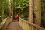 A.H.-Reed-Memorial-Kauri-Park;aerial-walkway;beautiful;beauty;boardwalk;boardwalks;bridge;bridges;bush;canopy-walk;endemic;fern;ferns;flora;foot-bridge;foot-bridges;footbridge;footbridges;forest;forestry;forests;green;hiking-track;hiking-tracks;kauri;Kauri-Forest;Kauri-Forests;kauris;lush;N.I.;N.Z.;native;native-bush;natives;natural;nature;New-Zealand;NI;North-Is;North-Is.;north-island;Northland;NZ;outdoor;outdoors;pedestrian-bridge;pedestrian-bridges;people;person;rain-forest;rain-forests;rain_forest;rain_forests;rainforest;rainforests;scene;scenic;timber;tourism;tourist;tourists;track;tracks;tree;tree-trunk;tree-trunks;trees;trunk;trunks;walking-track;walking-tracks;walkway;Whangarei;wood;woods