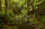 A.H.-Reed-Memorial-Kauri-Park;A.H.-Reed-Memorial-Park;beautiful;beauty;brook;brooks;bush;creek;creeks;cyathea;endemic;fern;ferns;flora;flow;forest;forestry;forests;frond;fronds;green;Kauri-Forest;Kauri-Forests;lush;N.I.;N.Z.;native;native-bush;natives;natural;nature;New-Zealand;NI;North-Is;North-Is.;North-Island;Northland;NZ;outdoor;outdoors;plant;plants;ponga;pongas;punga;pungas;rain-forest;rain-forests;rain_forest;rain_forests;rainforest;rainforests;scene;scenic;stream;streams;tree;tree-fern;tree-ferns;tree-trunk;tree-trunks;trees;trunk;trunks;undergrowth;Waikoromiko-Stream;water;watercourse;wet;Whangarei;wood;woods