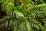 A.H.-Reed-Memorial-Kauri-Park;A.H.-Reed-Memorial-Park;beautiful;beauty;bush;endemic;forest;forests;green;N.I.;N.Z.;native;native-bush;native-plant;native-plants;natives;natural;nature;New-Zealand;NI;nikau;Nikau-Palm;nikau-palms;nikaus;North-Is;North-Is.;North-Island;Northland;NZ;palm;palm-tree;palm-trees;palms;plant;plants;rain-forest;rain-forests;rain_forest;rain_forests;rainforest;rainforests;Rhopalostylis-sapida;scene;scenic;tree;trees;Whangarei