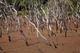 algae;algal-bloom;algal-blooms;Dead-trees;Kai-Iwi-Lakes;N.I.;N.Z.;New-Zealand;NI;North-Is;North-Is.;North-Island;Northland;NZ;pond;pond-scum;pond-weed;ponds