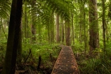 beautiful;beauty;boardwalk;boardwalks;bush;cyathea;endemic;fern;ferns;forest;forest-reserve;forests;frond;fronds;green;hiking-track;hiking-tracks;Kauri-Coast;kauri-forest;kauri-forests;Kauri-Tree;Kauri-Trees;lush;N.I.;N.Z.;native;native-bush;natives;natural;nature;New-Zealand;NI;North-Is;North-Is.;North-Island;Northland;NZ;plant;plants;ponga;pongas;punga;pungas;rain-forest;rain-forests;rain_forest;rain_forests;rainforest;rainforests;scene;scenic;timber;track;tracks;tree;tree-fern;tree-ferns;tree-trunk;tree-trunks;trees;Trounson-Kauri-forest;Trounson-Kauri-Park;Trounson-Park;trunk;trunks;walking-track;walking-tracks;wood;woods