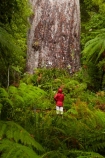 2000-year-old-kauri-tree;beautiful;beauty;bg-kauri;bg-kauris;big-tree;big-trees;bush;endemic;forest;forests;giant-2000-year-old-kauri-tree;giant-kauri;giant-kauris;giant-tree;giant-trees;green;kauri;Kauri-Coast;kauri-forest;kauri-forests;kauri-tree;kauri-trees;kauris;Lord-of-the-Forest;lush;N.I.;N.Z.;native;native-bush;natives;natural;nature;New-Zealand;NI;North-Is;North-Is.;North-Island;Northland;NZ;people;person;rain;rain-forest;rain-forests;rain_forest;rain_forests;rainforest;rainforests;raining;rainy;scene;scenic;Tane-Mahuta;Tane-Mahuta-Kauri-Tree;timber;tourism;tourist;tourists;tree;tree-trunk;tree-trunks;trees;trunk;trunks;Waipoua;Waipoua-Forest;Waipoua-Kauri-forest;wood;woods