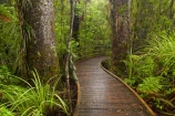 beautiful;beauty;boardwalk;boardwalks;bush;endemic;footpath;footpaths;forest;forest-reserve;forest-track;forest-tracks;forests;green;hiking-track;hiking-tracks;kauri-forest;kauri-forests;Kauri-Tree;Kauri-Trees;Kerikeri;lush;Manginangina;Manginangina-Kauri-Walk;Manginangina-Walk;N.I.;N.Z.;native;native-bush;natives;natural;nature;New-Zealand;NI;North-Is;North-Is.;North-Island;Northland;NZ;path;paths;Puketi-Forest;rain-forest;rain-forests;rain_forest;rain_forests;rainforest;rainforests;scene;scenic;timber;track;tracks;tree;tree-trunk;tree-trunks;trees;trunk;trunks;walking-track;walking-tracks;wood;woods