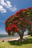 Bay-of-Is;Bay-of-Islands;beach;beaches;coast;coastal;coastline;crimson;flower;flowers;icon;icons;metrosideros-excelsa;N.I.;N.Z.;native;native-plant;native-plants;nature;new-zealand;NI;North-Auckland;North-Is;north-is.;north-island;Northland;NZ;Paihia;plant;plants;pohutakawa;pohutakawas;Pohutukawa;pohutukawa-flower;pohutukawa-flowers;pohutukawa-tree;pohutukawa-trees;pohutukawas;red;sand;sandy;shore;shoreline;summer;symbol;symbols;tree;trees