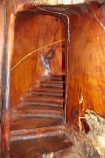 Ancient-Kauri-Kingdom;Awanui;Far-North;giant-kauri-tree;giant-kauri-trees;Kaitaia;Kauri-kingdom;Kauri-shop;kauri-tree;kauri-trees;kauri-trunk;N.I.;N.Z.;New-Zealand;NI;North-Is;North-Is.;North-Island;Northland;NZ;stair;staircase;staircases;stairs;stairway;stairways;tree;tree-trunk;tree-trunks;trees;wood;wooden