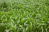 corn;corn-field;corn-fields;cornfield;cornfields;country;countryside;crop;crops;Far-North;farm;farming;farmland;farms;field;fields;green;horticulture;Houhora;maize;maize-field;maize-fields;maizefield;maizefields;meadow;meadows;N.I.;N.Z.;New-Zealand;NI;North-Is;North-Is.;North-Island;Northland;NZ;paddock;paddocks;pasture;pastures;rural
