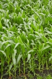 corn;corn-field;corn-fields;cornfield;cornfields;country;countryside;crop;crops;Far-North;farm;farming;farmland;farms;field;fields;green;horticulture;Houhora;maize;maize-field;maize-fields;maizefield;maizefields;meadow;meadows;N.I.;N.Z.;New-Zealand;NI;North-Is;North-Is.;North-Island;Northland;NZ;paddock;paddocks;pasture;pastures;rural
