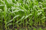 corn;corn-field;corn-fields;cornfield;cornfields;country;countryside;crop;crops;Far-North;farm;farming;farmland;farms;field;fields;green;horticulture;Houhora;maize;maize-field;maize-fields;maizefield;maizefields;meadow;meadows;N.I.;N.Z.;New-Zealand;NI;North-Is;North-Is.;North-Island;Northland;NZ;paddock;paddocks;pasture;pastures;rural