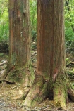 A.H.-Reed-Memorial-Kauri-Park;bark;bush;endemic;flora;forest;forestry;forests;native;native-bush;natives;new-zealand;north-is.;north-island;Northland;outdoor;outdoors;rain-forest;rain-forests;rain_forest;rain_forests;rainforest;rainforests;straight;timber;tree;tree-trunk;tree-trunks;trees;trunk;trunks;two;Whangarei;wood;woods
