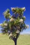 Cabbage-Tree;Cordyline-australis;Far-North;Flower;native;new-zealand;north-is.;north-island;Northland;trees
