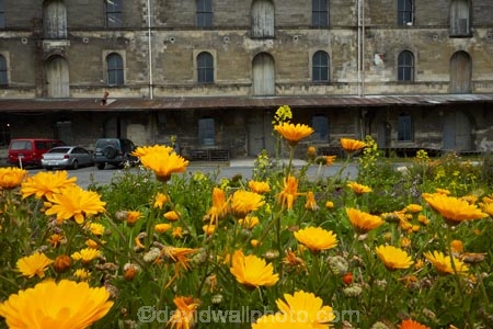 1882-NZ-Loan-and-Mercantile-warehouse;building;buildings;floral;flower;flower-bed;flower-beds;flower-garden;flower-gardens;flowers;garden;gardens;heritage;historic;historic-building;historic-buildings;historical;historical-building;historical-buildings;history;N.Z.;New-Zealand;North-Otago;NZ;NZ-Loan-and-Mercantile-building;NZ-Loan-and-Mercantile-warehouse;NZ-Malt-Whisky-Building;Oamaru;old;Otago;S.I.;SI;South-Island;Sth-Is;Sth-Is.;tradition;traditional;Waitaki;Waitaki-District;Waitaki-Region;yellow