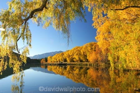 Autumn;colors;Colours;fall;lake;lake-Benmore;lakes;leaf;leaves;meridian;new-zealand;north-otago;reflection;reflections;sailors-cutting;Sailors-Cutting;season;seasonal;seasons;south-island;tree;trees;Waitaki-Valley;water;weeping-willow;weeping-willows;willow;willows;yellow-golden