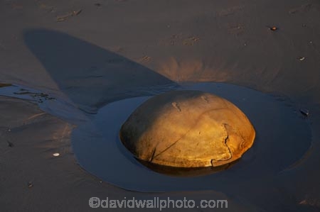 beach;beaches;boulder;coast;coastal;coastline;coastlines;coasts;concretion;formation;geological;geology;marble;marbles;Moeraki;Moeraki-Boulder;Moeraki-Boulders;N.Z.;New-Zealand;North-Otago;NZ;ocean;Otago;rock;rocks;round;S.I.;sand;sea;sedementary;shore;shoreline;shorelines;shores;SI;South-Island;sphere;Waikati-District;Waitaki-District