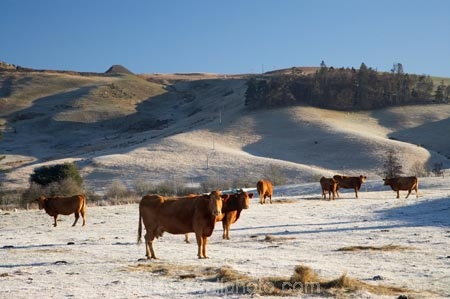 agricultural;agriculture;animal;animals;brown-cow;Brown-Cows;cattle;clear;cold;Coldness;country;countryside;cow;cows;dairy;dairy-cow;dairy-cows;dairy-farm;dairy-farms;extreme-weather;farm;farming;farmland;farms;field;fields;freeze;freezing;frost;Frosted;frosty;fur;grass;grassy;Herbivore;Herbivores;Herbivorous;ice;ice-crystals;icy;Livestock;mammal;mammals;meadow;meadows;N.Z.;new-zealand;North-Otago;NZ;paddock;paddocks;Palmerston;pasture;pastures;rural;S.I.;Scenics;Season;Seasons;SI;south-island;stock;weather;White;winter;Wintertime;wintery;wintry