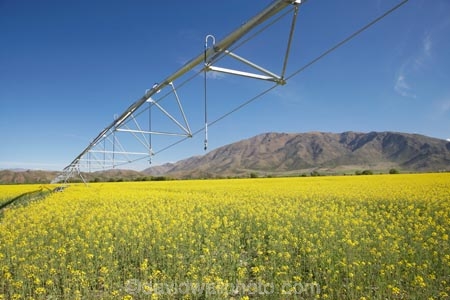 agicultural-machine;agricultural;agriculture;apeseed-field;automatic-irrigation;canola;canola-field;canola-fields;centre-pivot-irrigation;country;countryside;crop;crops;cultivation;Cuthbert-Range;farm;farm-equipment;farm-implements;farm-machinery;farming;farmland;farms;field;fields;flowering;grow;growing;horticulture;irrigate;irrigated-land;irrigation;irrigation-equipment;irrigation-scheme;irrigator;machine;machines;meadow;meadows;mobile-irrigation;N.Z.;New-Zealand;North-Otago;NZ;Omarama;Otago;paddock;paddocks;pasture;pastures;pivoting-boom-irrigation;plant;plants;rapeseed;Rapeseed-Field;rapeseed-fields;rotary-irrigation;rural;S.I.;SI;South-Is.;South-Island;spray;sprays;sprinkers;sprinkler;summer;Waitaki-District;Waitaki-Region;Waitaki-Valley;yellow